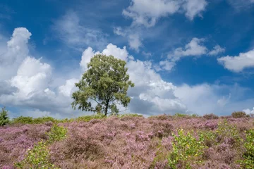Fototapete Nature reserve, De Renderklippen, Heerde - Epe, Gelderland Province, THe Netherlands © Holland-PhotoStockNL