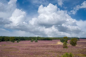Foto auf Acrylglas Nature reserve, De Renderklippen, Heerde - Epe, Gelderland Province, THe Netherlands © Holland-PhotostockNL