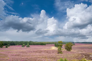 Wandaufkleber Nature reserve, De Renderklippen, Heerde - Epe, Gelderland Province, THe Netherlands © Holland-PhotostockNL