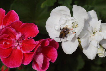 White and red flowers of Geraniums (Pelargonium), family Geraniaceae and a common carder bee (Bombus pascuorum) family Apidae. Dutch garden. Summer, August, Netherlands. 