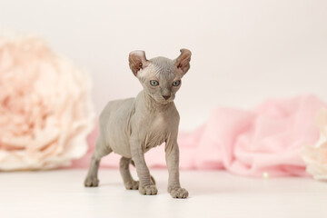 Elf cat kitten on white and pink background