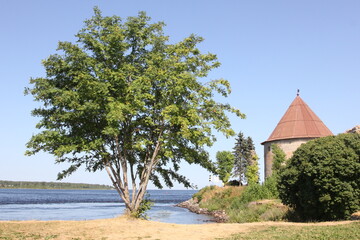 Russia, Shlisselburg, Orekhovy Island, July, 2021. A beautiful flowering tree in front of the tower of the fortress Oreshek. The island and Lake Ladoga.