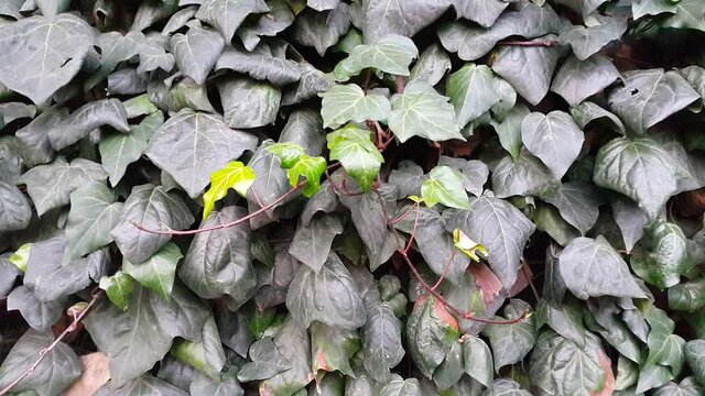 ivy leaves