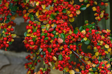 Fototapeta premium Cotoneaster horizontalis red berries