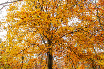 Beech tree with autumnal foliage