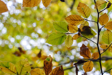 Beech tree autumnal leaves detail