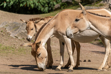 Familie