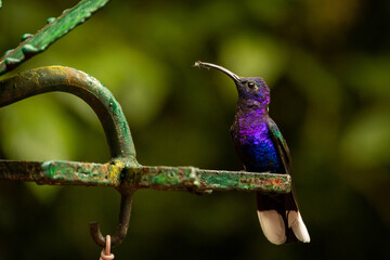 Violet sabrewing
