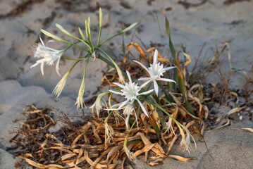 Sea lily (Pancratium maritimum). Sardinia, Italy