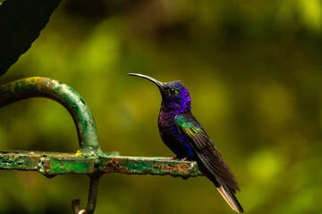 Violet Sabrewing