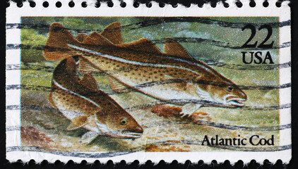 Atlantic cods on american postage stamp