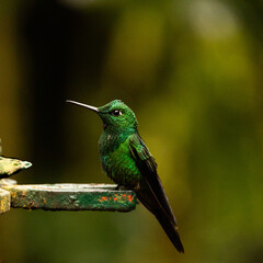 Green hummingbird