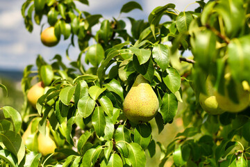 Ripe yellow pear growing on fruit tree in late summer