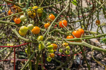 Rotting cherry tomatoes on a vine