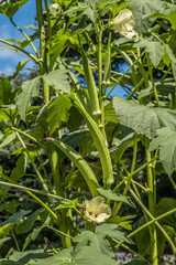 Okra plant with pods and blooms