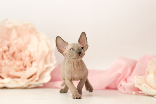 Elf cat kitten on white and pink background