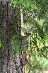 squirrel on a tree trunk in the forest