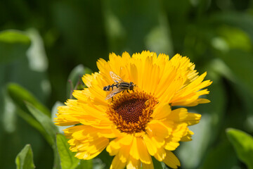 bumblebee collects honey and nectar from flower