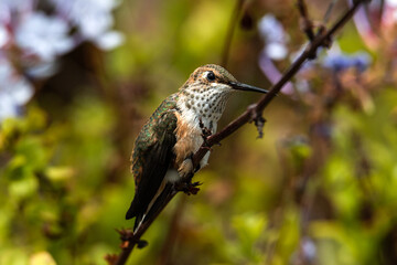 Closeup of young Anna's Hummingbird (Calypte anna) perched on branch in Laguna Beach, California. Flowers and green shrubs in background. 
