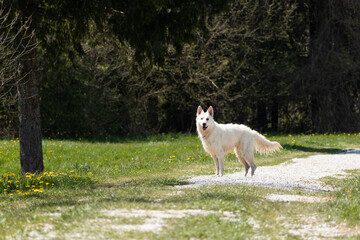 Obraz premium White Swiss Shepherd Dog outdoor portrait in nature.