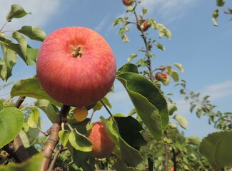 A ripe red apple on a branch, against the blue sky.