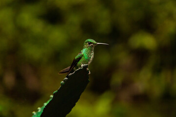 green hummingbird