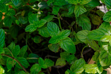 Hierbabuena, fotografía tomada en un huerto.