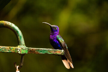 Violet sabrewing hummingbird