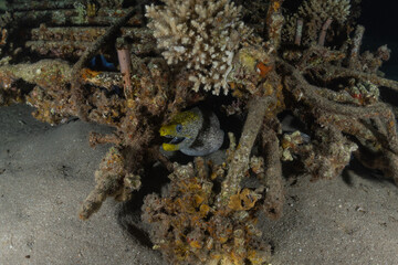 Moray eel Mooray lycodontis undulatus in the Red Sea, Eilat Israel
