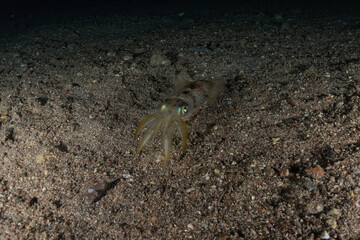 Squid in the Red Sea Colorful and beautiful, Eilat Israel
