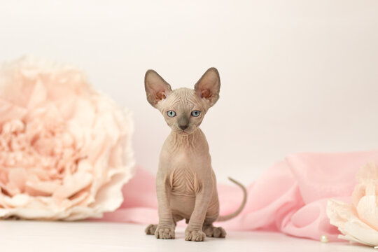 Elf cat kitten on white and pink background