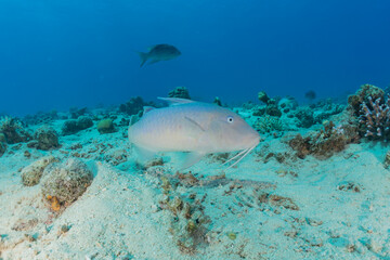 Fish swim in the Red Sea, colorful fish, Eilat Israel
