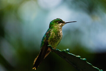Green hummingbird