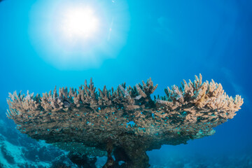 Coral reef and water plants in the Red Sea, Eilat Israel
