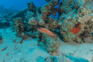 Fish swim in the Red Sea, colorful fish, Eilat Israel
