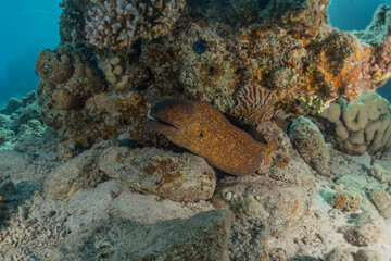 Moray eel Mooray lycodontis undulatus in the Red Sea, Eilat Israel
