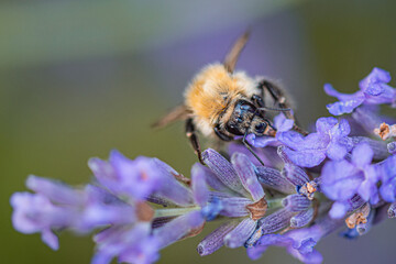 Abeille butinant de la lavande 