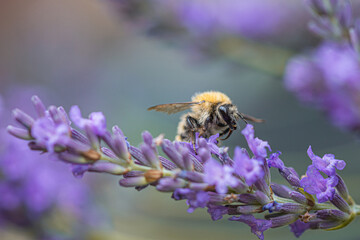 Abeille butinant de la lavande 
