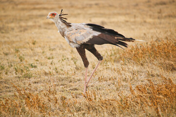 secretarybird