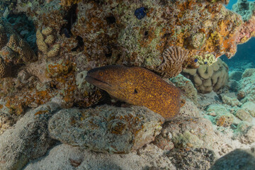 Moray eel Mooray lycodontis undulatus in the Red Sea, Eilat Israel
