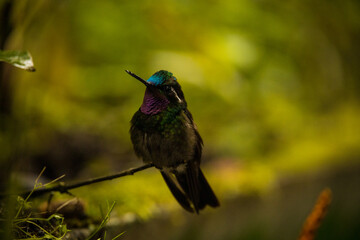 purple-throated mountain-gem hummingbird