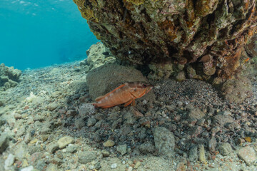Fish swim in the Red Sea, colorful fish, Eilat Israel
