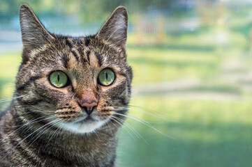 Beautiful cat with yellow eyes close up