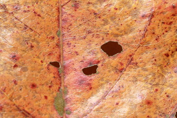 close up leaf texture