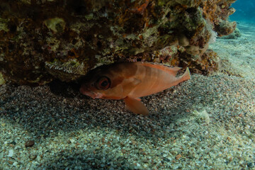 Fish swim in the Red Sea, colorful fish, Eilat Israel
