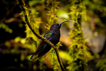 Violet sabrewing hummingbird sticking out its tongue
