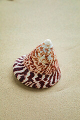 A lovely spiral conical shell, with a tabby drawing, lying on the sand on a beach, Friwin Island,...