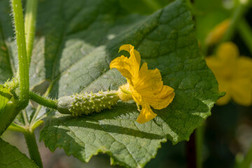 Cucumber flower and ovary. Cucumis sativus flower. Advertising background on topic about fresh vegetables, healthy and delicious food, canning