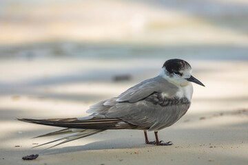 A seabird, a black-billed common tern, watches from the sand on the north beach of Friwin Island, Raja Ampat, West Papua, Indonesia