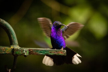 Violet sabrewing hummingbird flapping its wings
